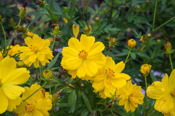 Yellow flowers photographed in Chiang Mai, Thailand
