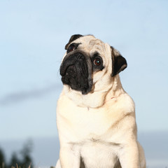Obraz premium pug-dog