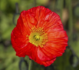 Fototapeta premium Red papaver flower