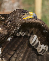 big eagle