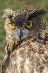 owl with yellow eyes