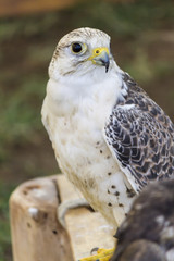 cute hawk