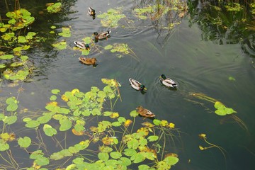 Ducks in water