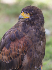 cute hawk