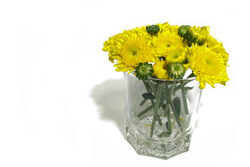 yellow flower in vase, isolated on white background