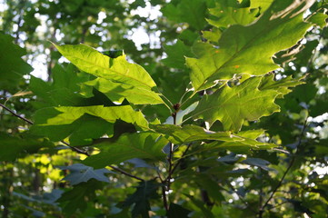 Tree Leaves in the Sunlight