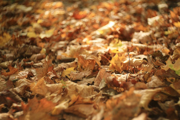 Autumn texture of yellow fallen leaves