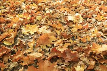 Autumn texture of yellow fallen leaves