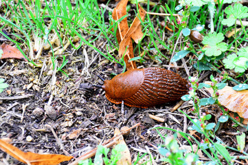 Nacktschnecke auf herbstlichem Boden © johnmerlin