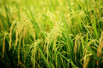 Close up of  organic rice paddy fields