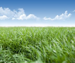 Green grass and  clouds in blue sky