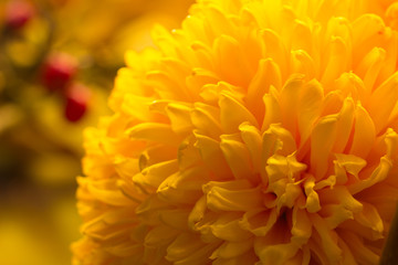 gelbe Dahlienblüte mit Herbszweigen im Hintergrund