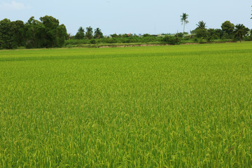 Landscape of rice paddy fields