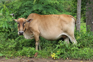Curious cow eating grass at the field.