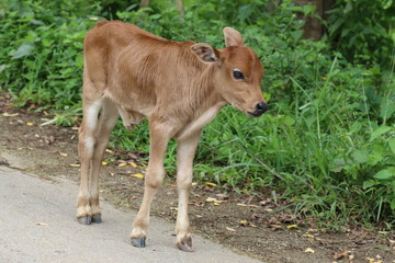 young cow