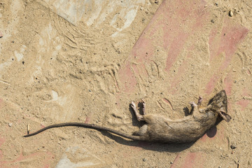 dead rat on floor