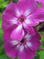 Fototapeta premium Pink Phlox flower 