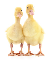 Two yellow ducklings standing side by side, isolated on white background