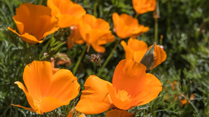 Orange flower with a bee feeding, photographed in Chiang Mai, Thailand