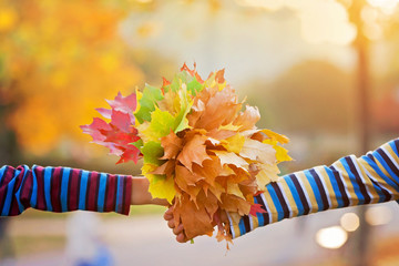 Bouquet of autumn red and orange maple leaves in child hand