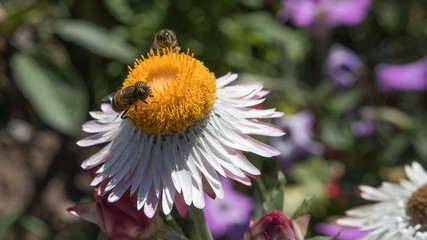 A bee feeding on a white and yellow daisy