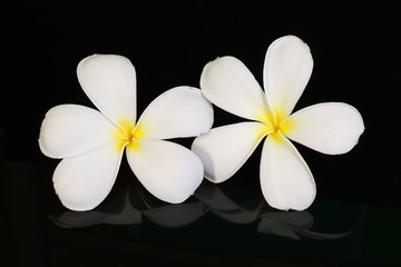 Fototapeta premium White Plumeria flower isolated on black background