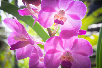 Close up of an orchid flower, these tropical flowers are grown widely in Thailand, Asia.