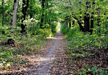 The picture shows part of the deciduous forest in early autumn and narrow path through the woods