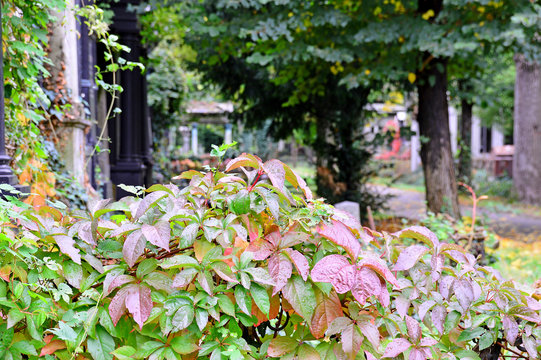 Strauch mit nassen Blättern am Friedhof