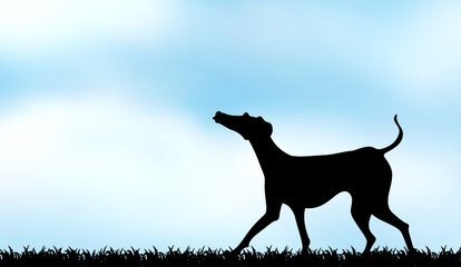 Silhouette dog in the field