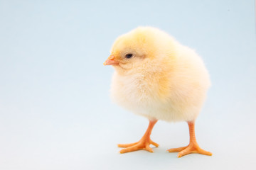 Cute little chick on light blue background