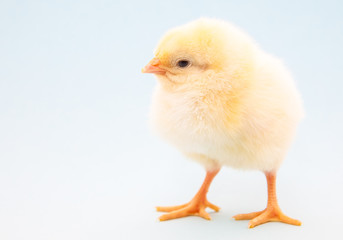 Cute little chick on light blue background