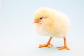 Cute little chick on light blue background