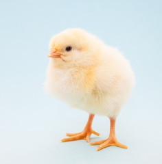 Obraz premium Cute little chick on light blue background