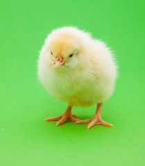 Cute little chick on green background