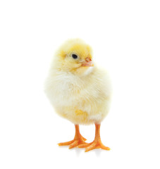 Cute little chick. All on white background