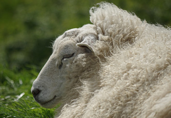 Kopf eines ruhenden Schafes