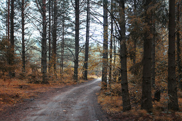 Road in the autumn forest