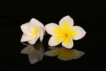 Fototapeta premium White Plumeria flower isolated on black background