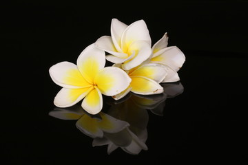 Obraz premium White Plumeria flower isolated on black background