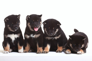 group of puppies on a white background
