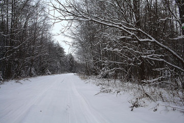 Obraz premium frosty winter landscape in snowy forest