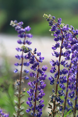 wild flowers in the field