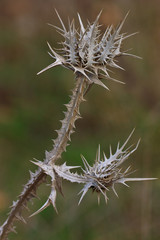 Dry thorn geometry, wild nature.