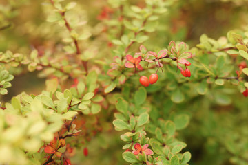 barberry berries on the bush in autumn