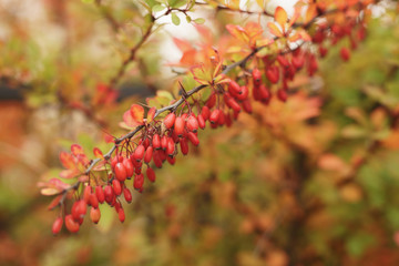 barberry berries on the bush in autumn