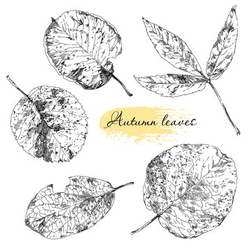 Vintage highly detailed hand drawn leaves.