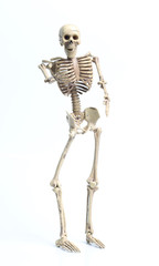 Skeleton on a white background