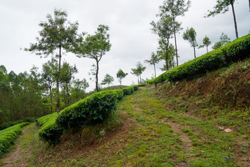 Tea plantations munnar india