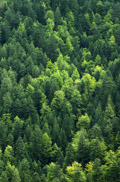 Fototapeta Wald